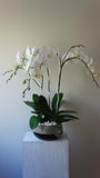 Deluxe White Phalaenopsis Orchids