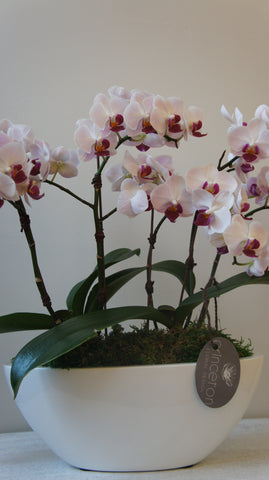 Deluxe Little Gem Orchids Arrangement