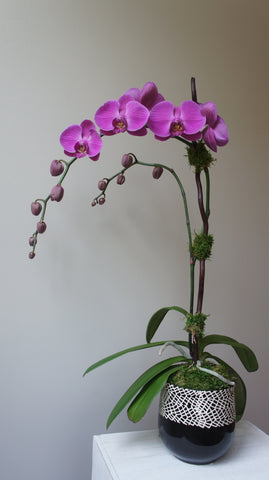 Pink Phelanopsis Orchid in Optimist Pot