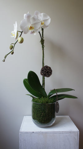 Natural White Phalaenopsis Orchid