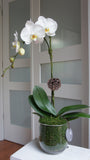 Natural White Phalaenopsis Orchid