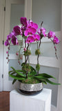 Deluxe Pink Phalaenopsis Orchids