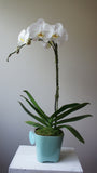 Phalaenopsis Orchid in Lonnie Aqua Pot