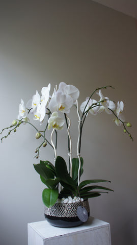 Deluxe White Phalaenopsis Orchids