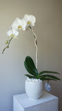 Evelyn White Phalaenopsis Orchid