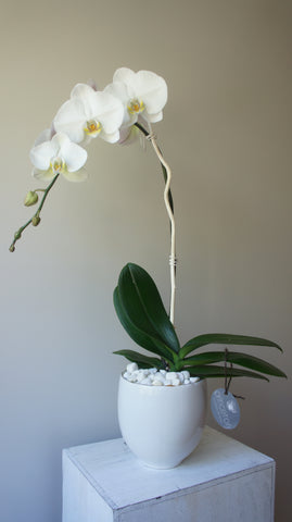 Evelyn White Phalaenopsis Orchid