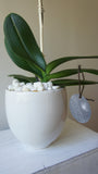 Evelyn White Phalaenopsis Orchid