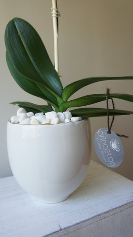 Evelyn White Phalaenopsis Orchid