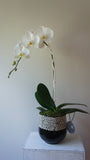 Optimist White Phalaenopsis Orchid