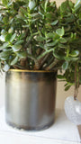 Jade Plant