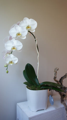 Phalaenopsis Orchid in Lonnie Pot
