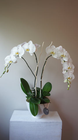 Pierre White Phalaenopsis Orchid