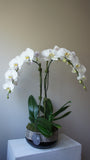 Optimist White Phalaenopsis Orchids