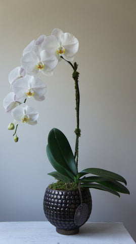 Spec White Phalaenopsis Orchid
