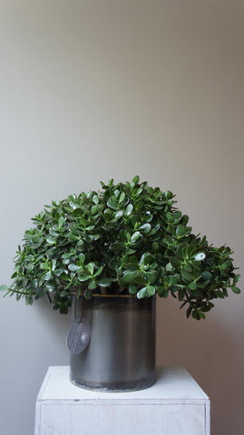 Jade Plant