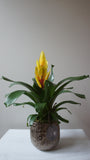 BiColor Bromeliad Plant