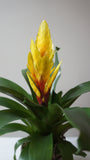 BiColor Bromeliad Plant