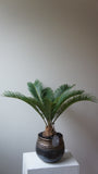 Honey Sago Palm Tree