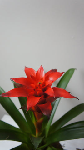 Red Bromeliad Plant