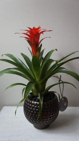 Red Bromeliad Plant
