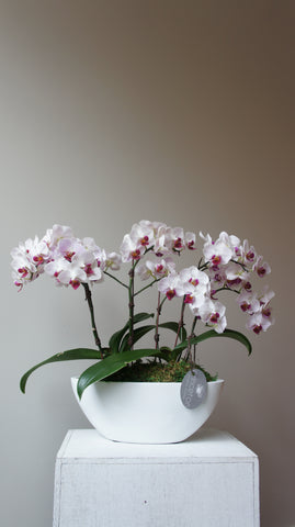 Deluxe Little Gem Orchids Arrangement