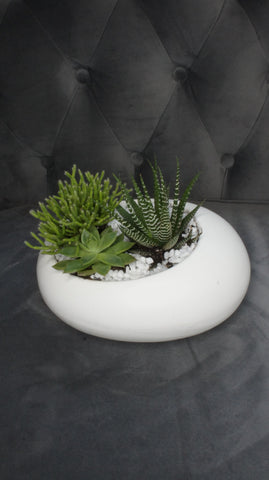 Succulent Garden