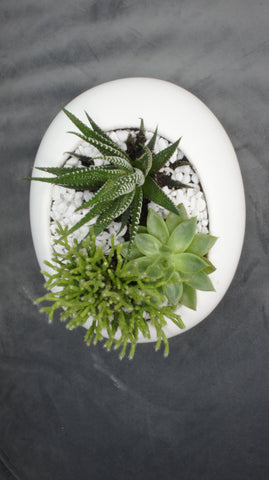 Succulent Garden