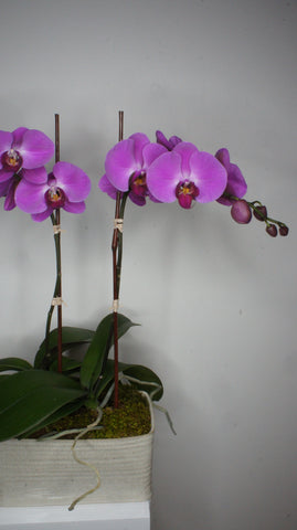 Double Pink Phalaenopsis Orchids