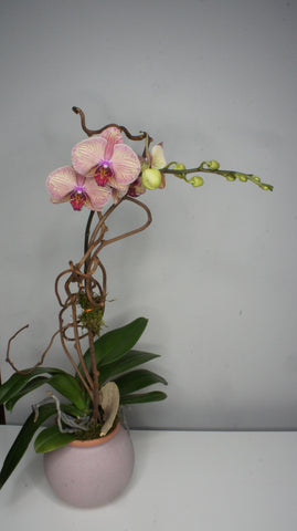 Fall Phalaenopsis Orchid