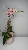 Fall Phalaenopsis Orchid