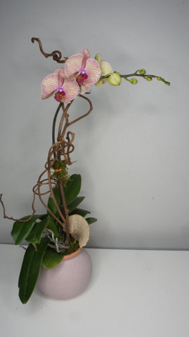 Fall Phalaenopsis Orchid