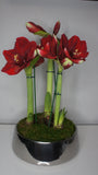 Red Amaryllis Centerpiece