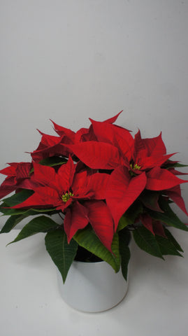 Poinsettia
